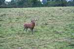 cerfs au Houga (20).jpg