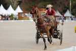 172710_chevaux 4 etoiles Pau 2017 attelages_6170.JPG