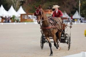 172710_chevaux 4 etoiles Pau 2017 attelages_6170.JPG