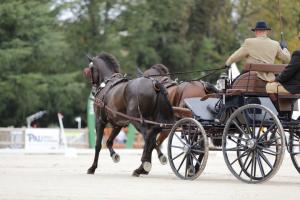 172710_chevaux 4 etoiles Pau 2017 attelages_6217.JPG