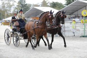 172710_chevaux 4 etoiles Pau 2017 attelages_6227.JPG
