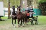172710_chevaux 4 etoiles Pau 2017 attelages_6268.JPG