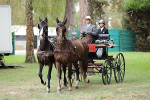 172710_chevaux 4 etoiles Pau 2017 attelages_6268.JPG