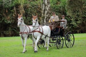 172710_chevaux 4 etoiles Pau 2017 attelages_6282.JPG
