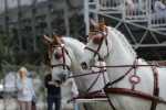 172710_chevaux 4 etoiles Pau 2017 attelages_6290.JPG