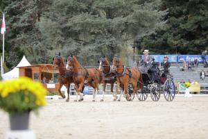 172710_chevaux 4 etoiles Pau 2017 attelages_6397.JPG