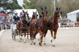 172710_chevaux 4 etoiles Pau 2017 attelages_6408.JPG