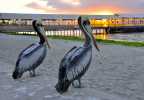 2_pelicans_peruviens-Anne_Marie-MAGNE-OI-PAU .jpg