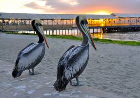 2_pelicans_peruviens-Anne_Marie-MAGNE-OI-PAU .jpg