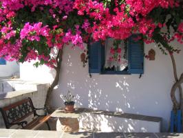 bougainvilliers-Claudette-GAYE-BAREYT-OI-PAU.jpg