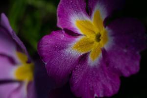 Macro (3).jpg