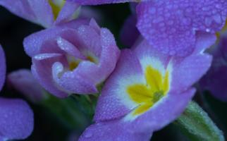 Macro (5).jpg