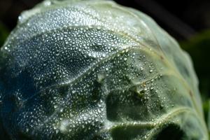 Macro (6).jpg