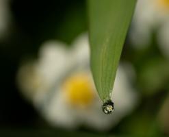 Macro (7).jpg