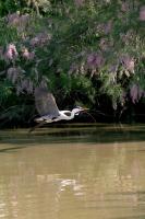 heron_decollage-Didier-MENGUAL-OI-PAU.jpg