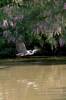 heron_decollage-Didier-MENGUAL-OI-PAU.jpg