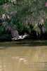 heron_decollage-Didier-MENGUAL-OI-PAU.jpg