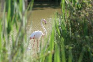 Flamand_dans_l_herbe-Didier-MENGUAL-OI-PAU.jpg
