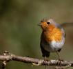 Rouge Gorge