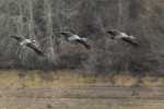 les_grues-Jean-LASSUS-PIGAT-OI-PAU.jpg