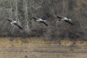 les_grues-Jean-LASSUS-PIGAT-OI-PAU.jpg