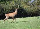Cerf-Maurice-BOURDET-OI-PAU.jpg