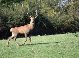 Cerf-Maurice-BOURDET-OI-PAU.jpg