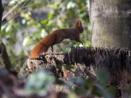 Ecureuil au bois de pau