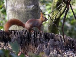 Ecureuil au bois de pau