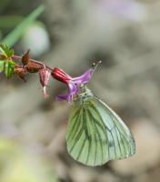 DSC_5990.jpg