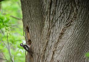 DSC_6068.jpg