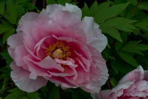 DSC_6246.jpg