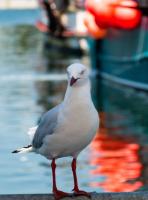 Sydney-5.jpg