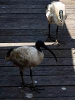 Sydney-6.jpg