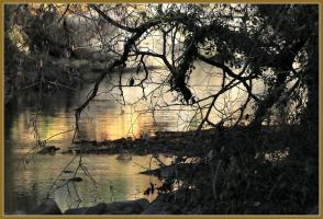 contre jour sur un martin pêcheur copie.jpg