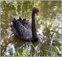 Cygne noir copie.jpg