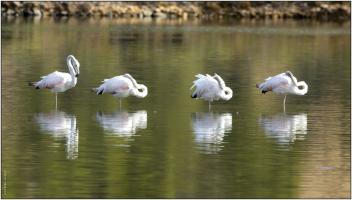 Flamants rose 0K3A1705 copie.jpg