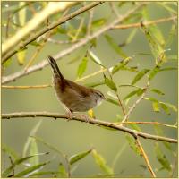 Bouscarle de cetti Ayguelongues 0K3A2212 copie.jpg