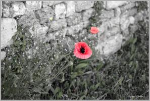 Coquelicot copie.jpg