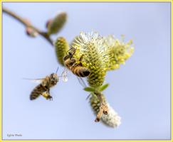 Abeille 0K3A4755 .jpg