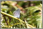 Papillon azuré du trèfle G73A6060.jpg