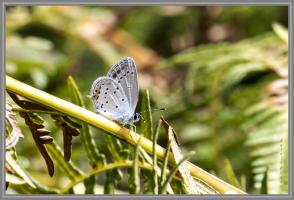 Papillon azuré du trèfle G73A6060.jpg