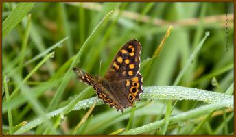 Papillon tabac d'Espagne 0K3A7547 .jpg