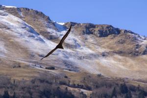 Vautour en vallée d'Ossau