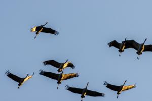 grues