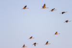 grues