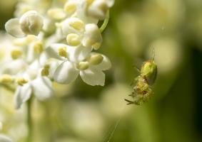 Araniella cucurbitina G73A9975.jpg