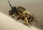 Abeille G73A9918 1920.jpg
