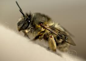 Abeille G73A9918 1920.jpg
