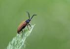 Lagriinae G73A0303 1920.jpg